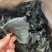 海带头烘干水洗海带头海带头片海带海带干干海带头