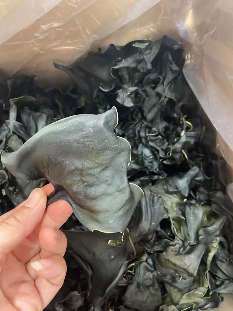 海带头烘干水洗海带头海带头片海带海带干干海带头