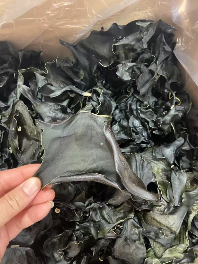 海带头烘干水洗海带头海带头片海带海带干干海带头
