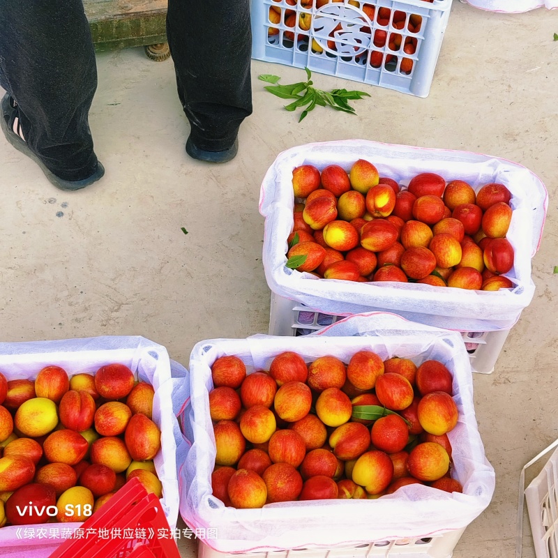 🅰油桃金雷中油油桃品种齐全基地直发质量三包