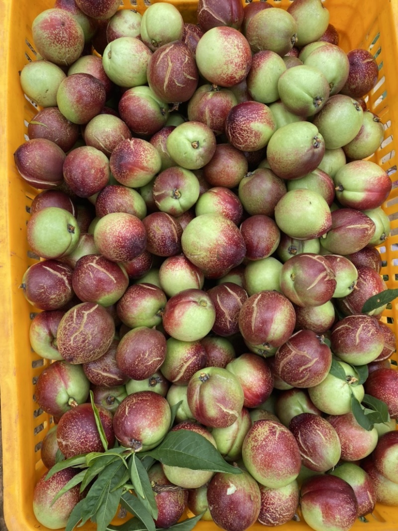 油桃次果