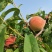 云南红河高山露天红宝石圣母春桃五一开园啦