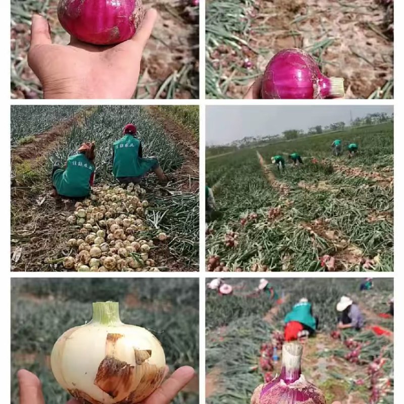 黄洋葱标准货，精挑细选网袋装……