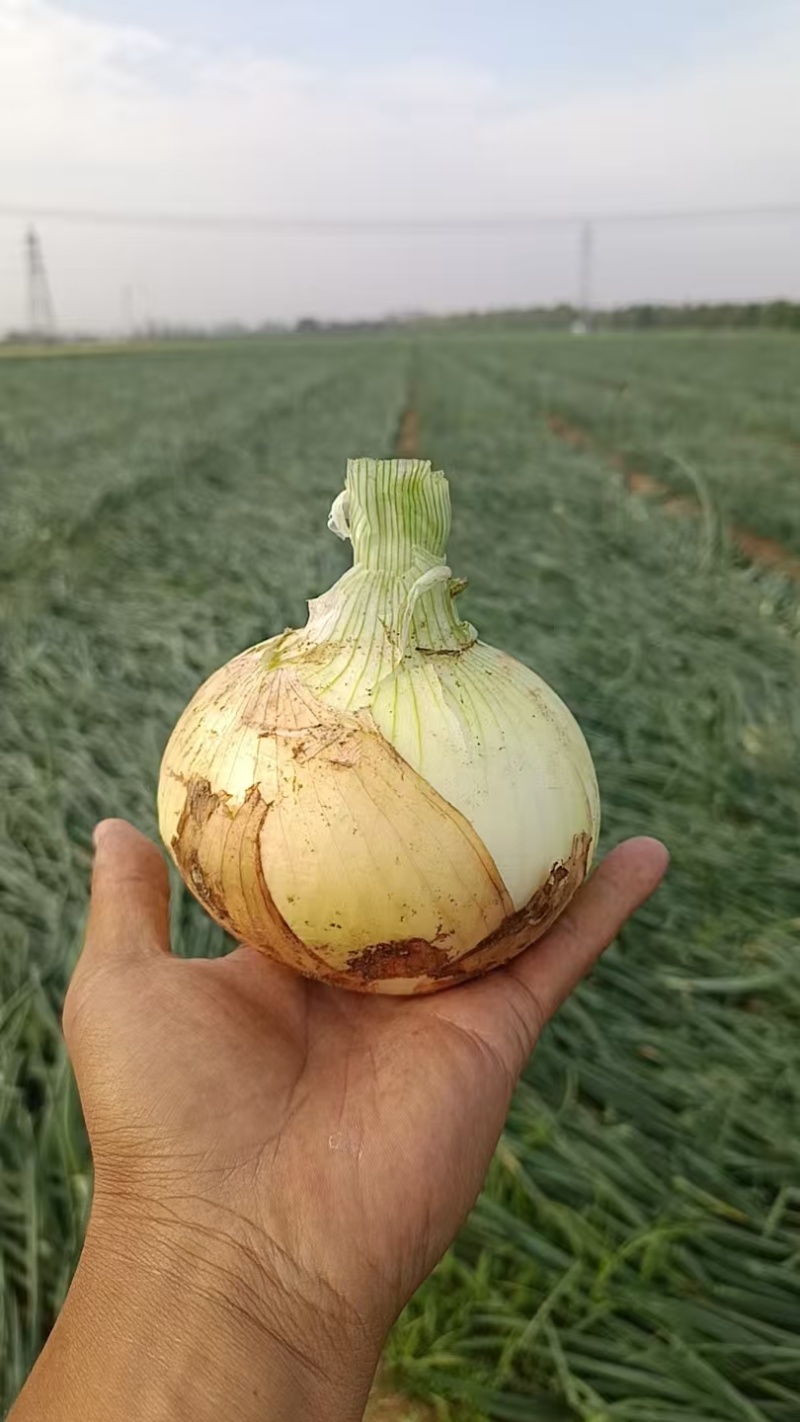 黄洋葱标准货，精挑细选网袋装……