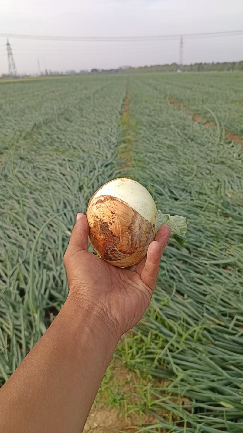 黄洋葱标准货，精挑细选网袋装……