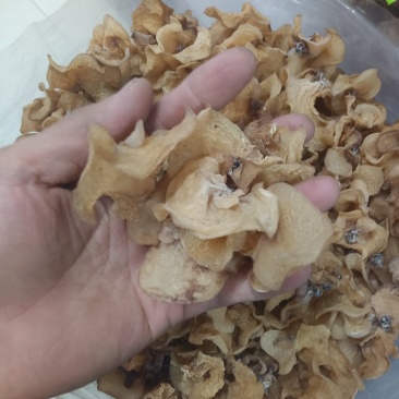 羊肚耳