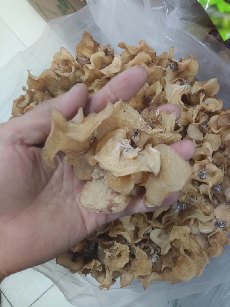 羊肚耳