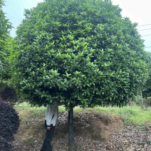 精品15-16-18-20公分高杆桂花树