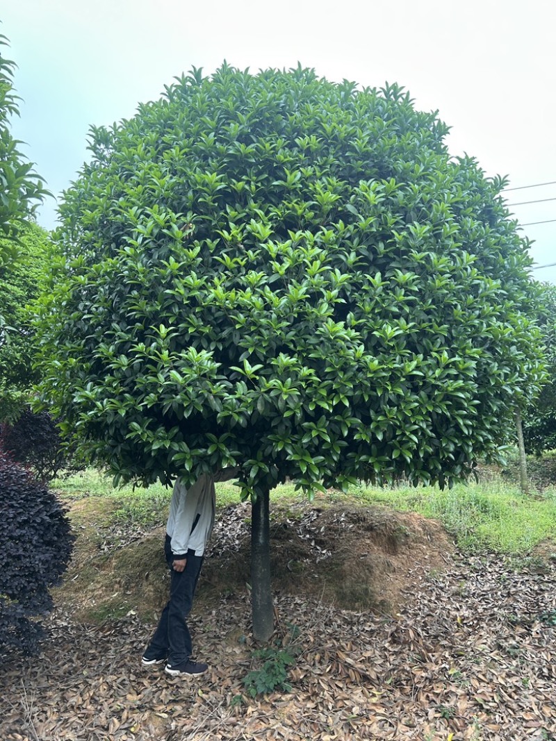 精品15-16-18-20公分高杆桂花树