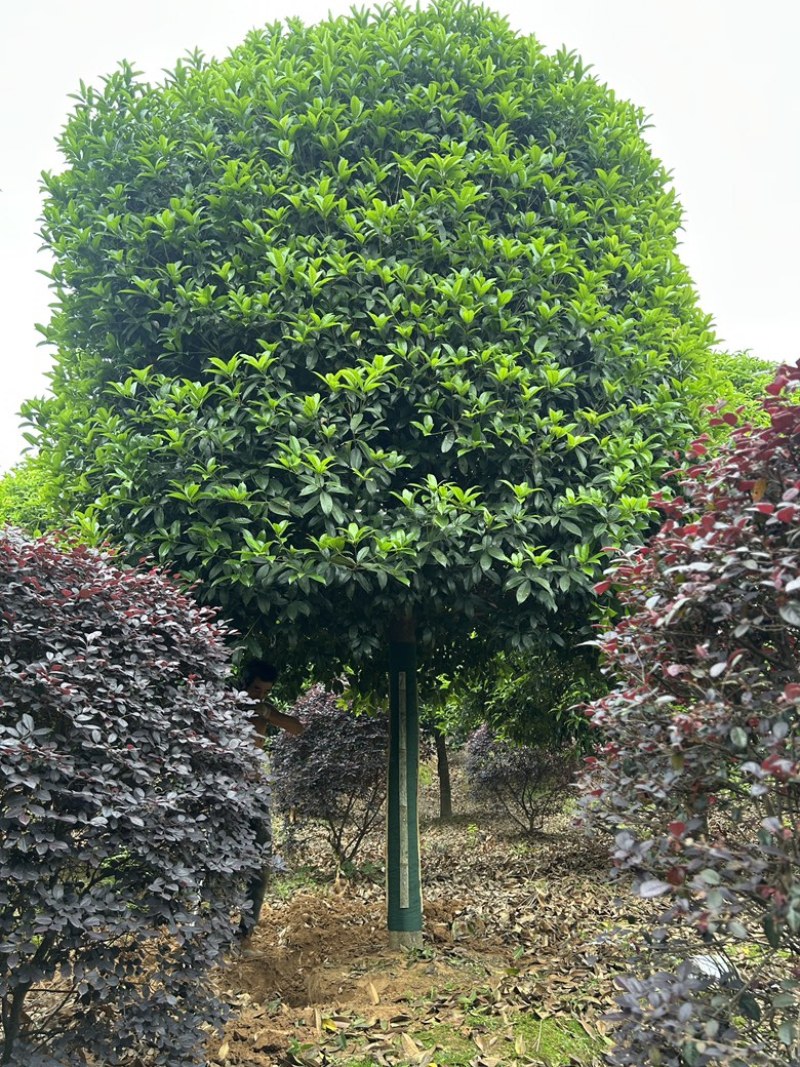 精品15-16-18-20公分高杆桂花树