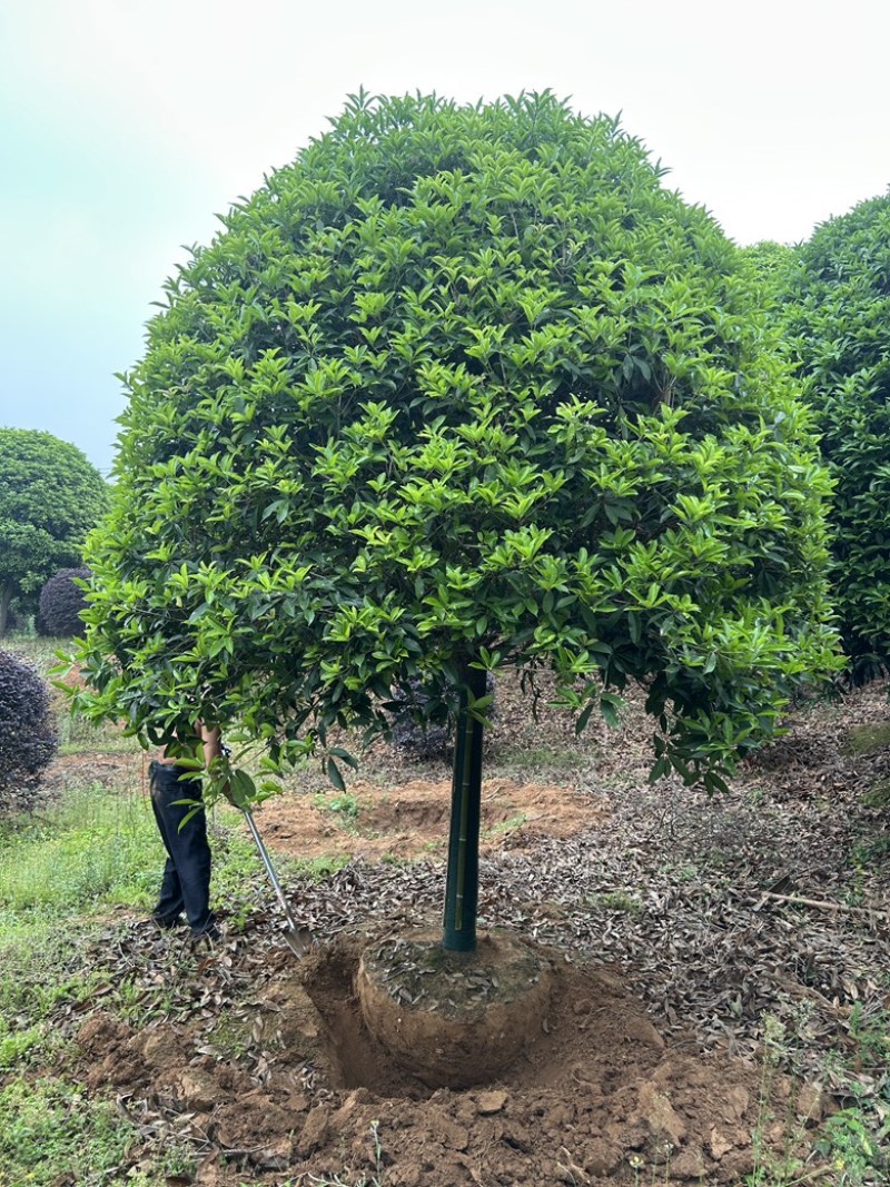 精品15-16-18-20公分高杆桂花树