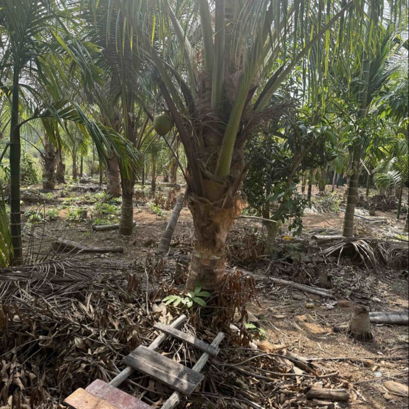 矮棵金椰子🌴6年已打果有40棵想要出售用意者请联系