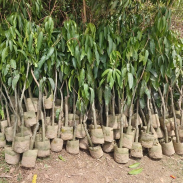 绿化果化占地