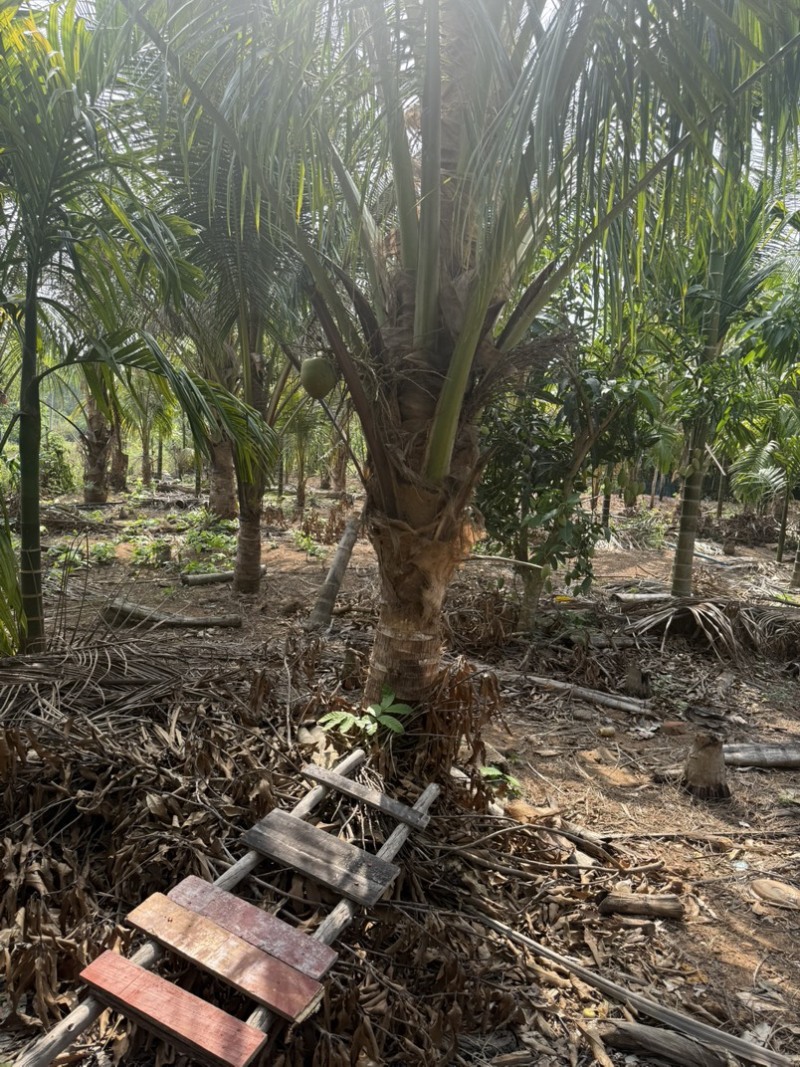 矮棵金椰子🌴6年已打果有40棵想要出售用意者请联系