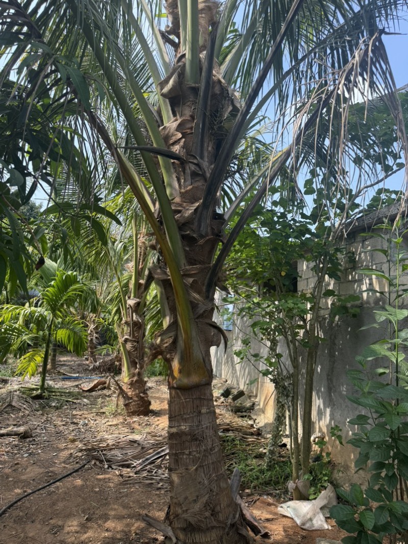 矮棵金椰子🌴6年已打果有40棵想要出售用意者请联系