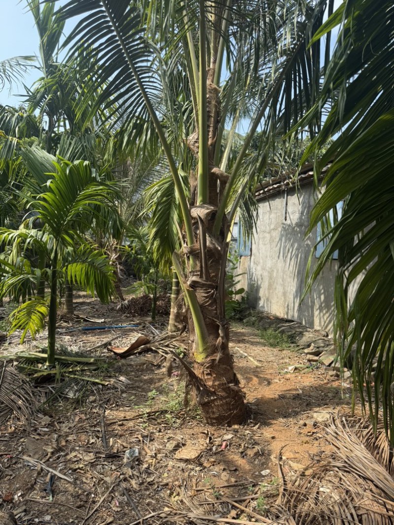 矮棵金椰子🌴6年已打果有40棵想要出售用意者请联系