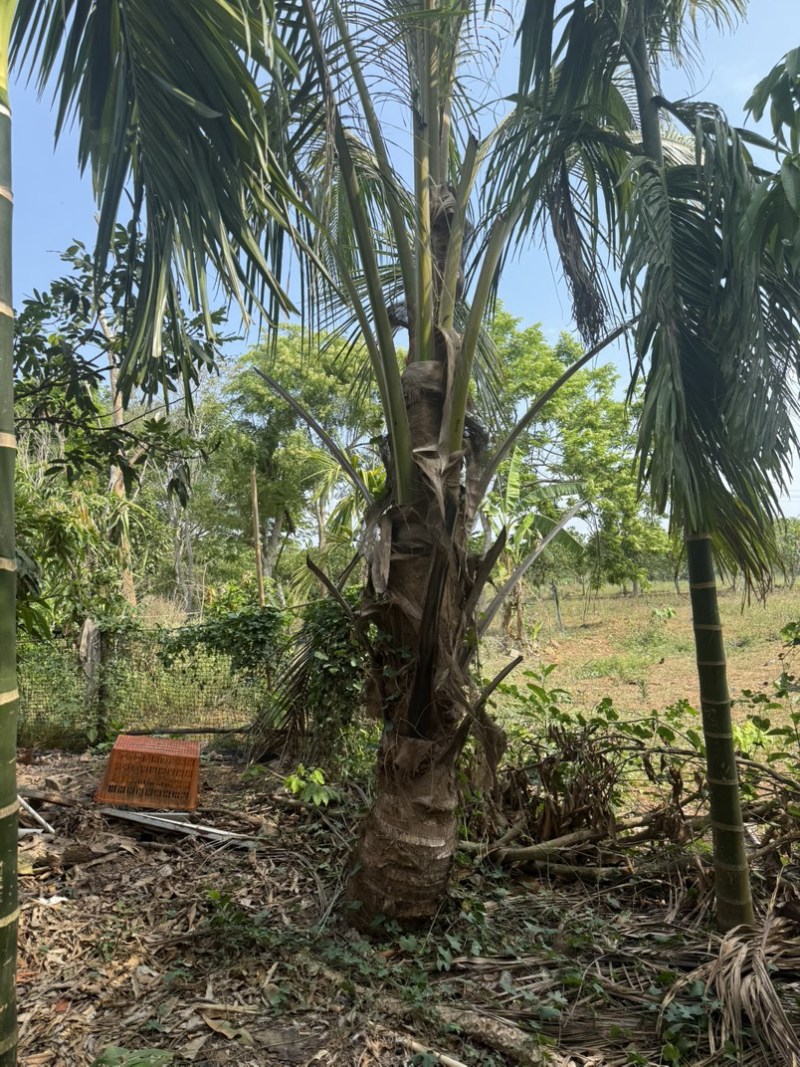 矮棵金椰子🌴6年已打果有40棵想要出售用意者请联系