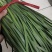 精品头刀露天韭菜