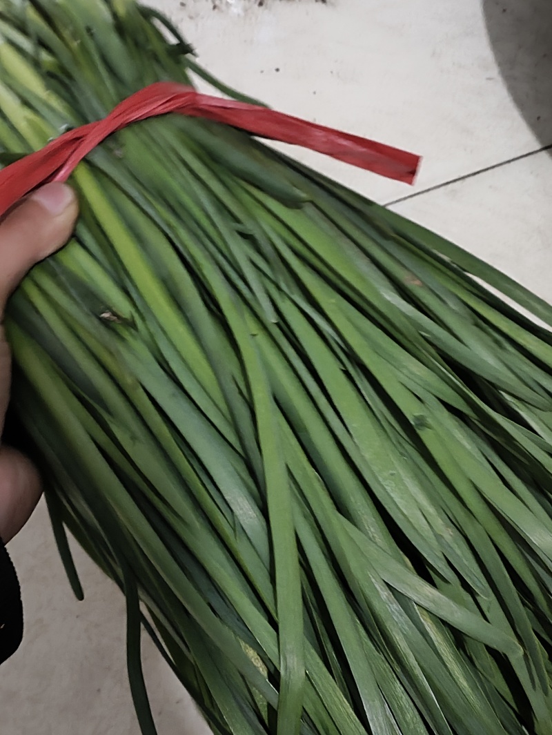 精品头刀露天韭菜