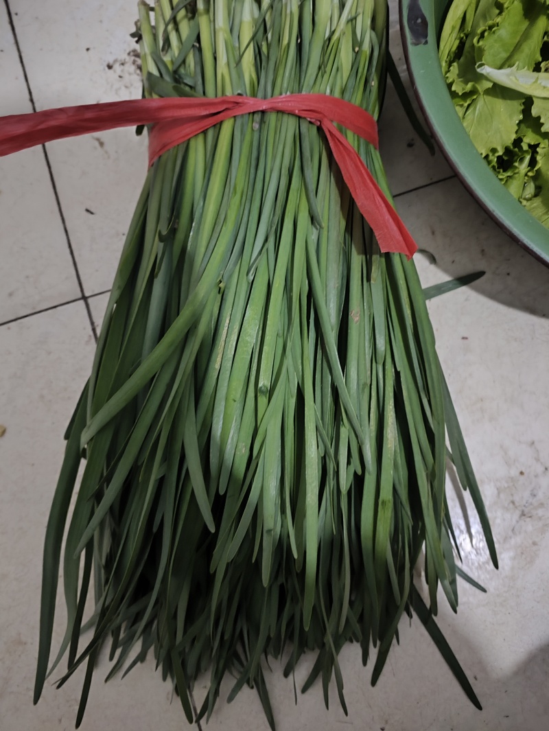 精品头刀露天韭菜