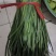 精品头刀露天韭菜