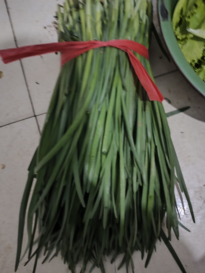 精品头刀露天韭菜