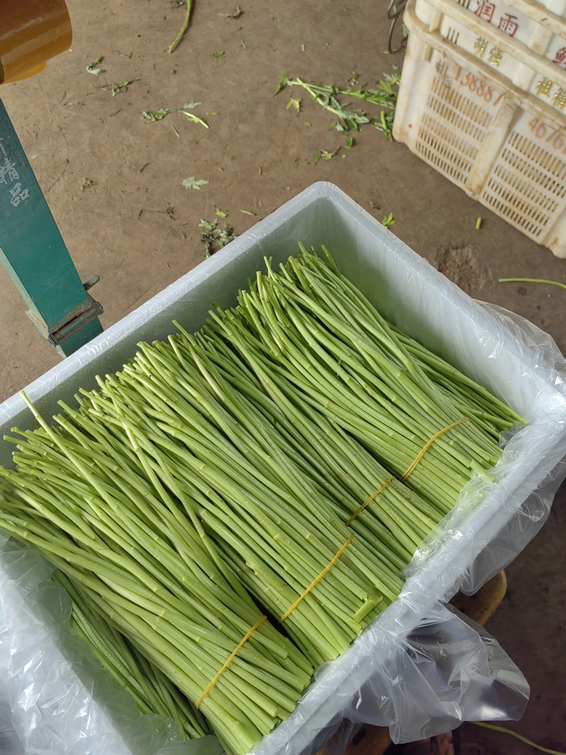 云南芦蒿