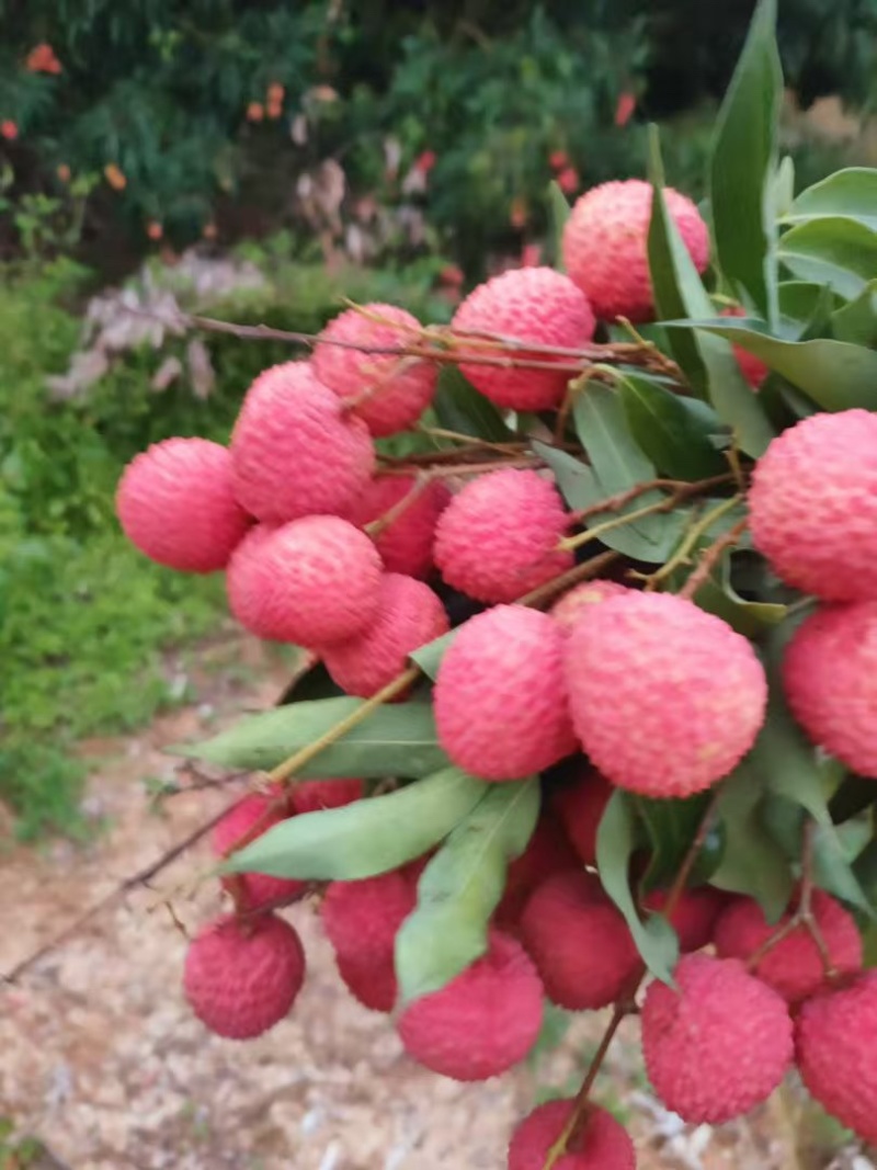桂味