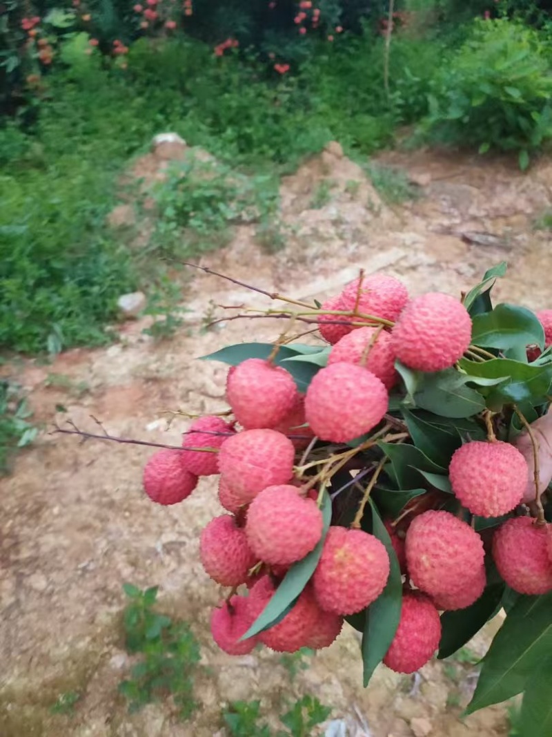 桂味