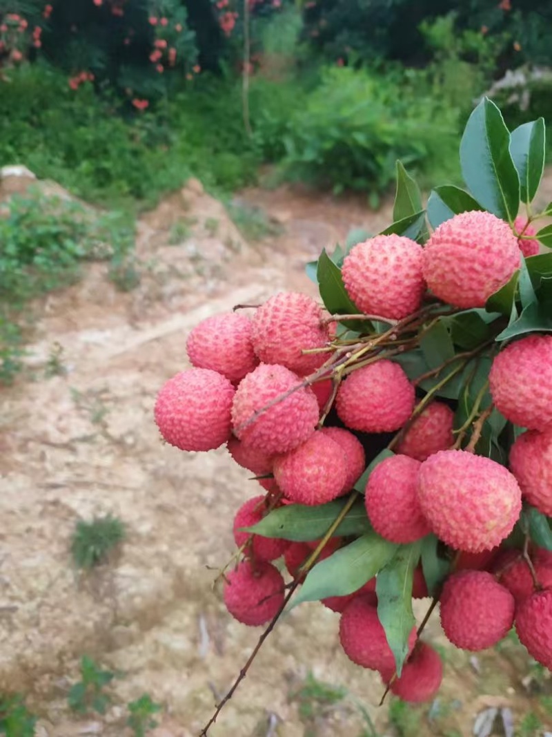 桂味