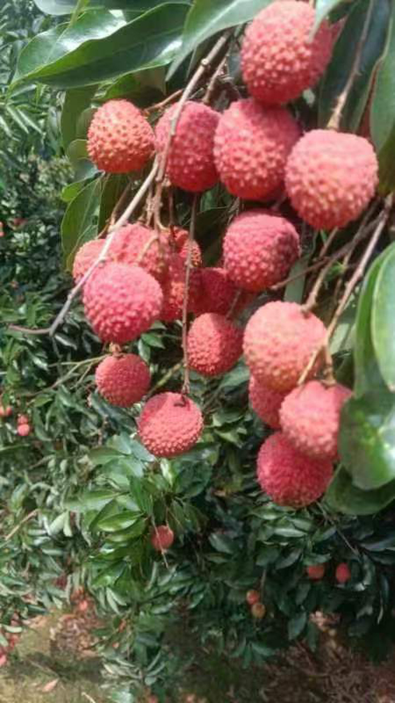桂味