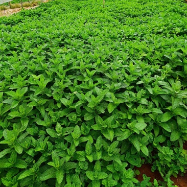 云南邹叶留兰香型薄荷可食用，一年四季全天有货