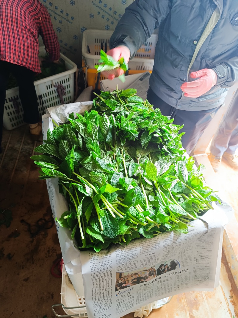 云南邹叶留兰香型薄荷可食用，一年四季全天有货