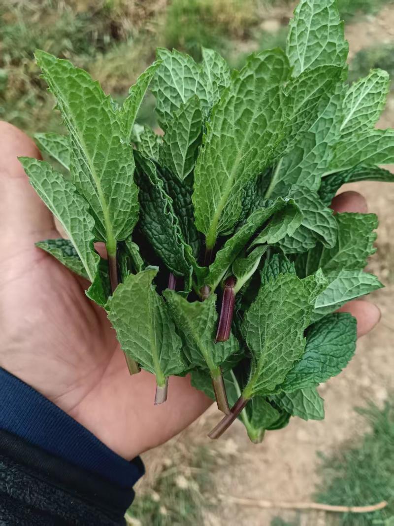 云南邹叶留兰香型薄荷可食用，一年四季全天有货