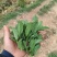 云南邹叶留兰香型薄荷可食用，一年四季全天有货