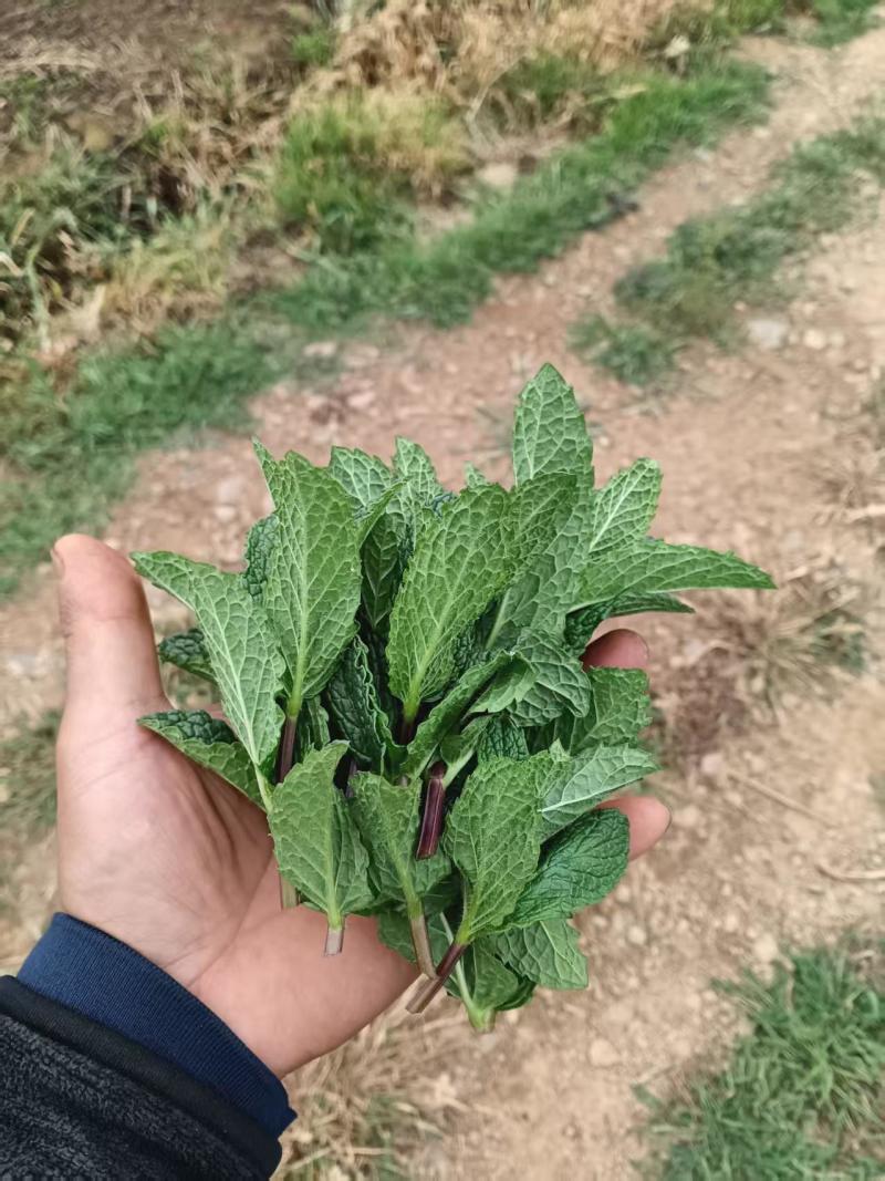云南邹叶留兰香型薄荷可食用，一年四季全天有货
