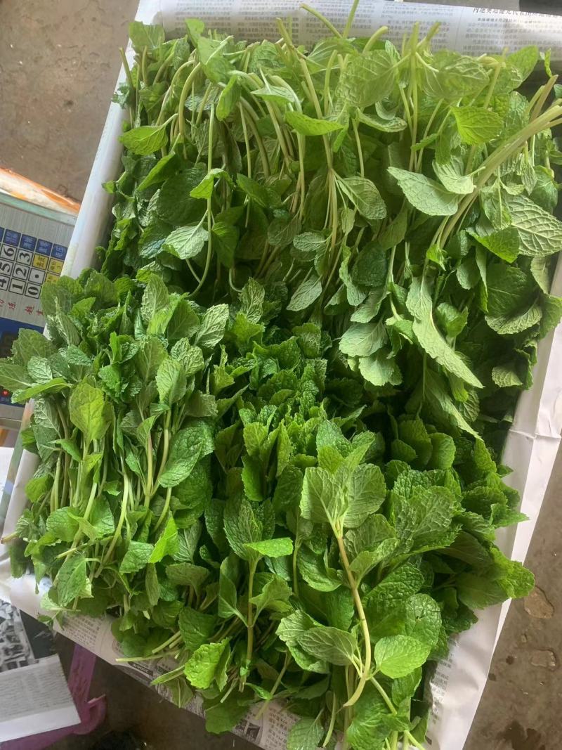 云南邹叶留兰香型薄荷可食用，一年四季全天有货