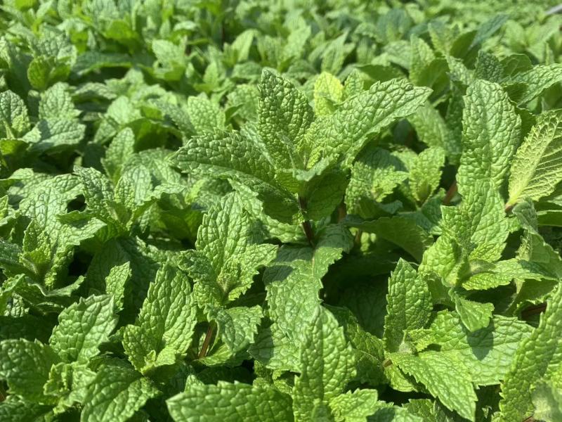 云南邹叶留兰香型薄荷可食用，一年四季全天有货