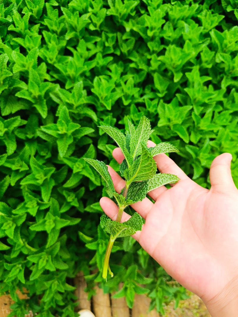 云南邹叶留兰香型薄荷可食用，一年四季全天有货