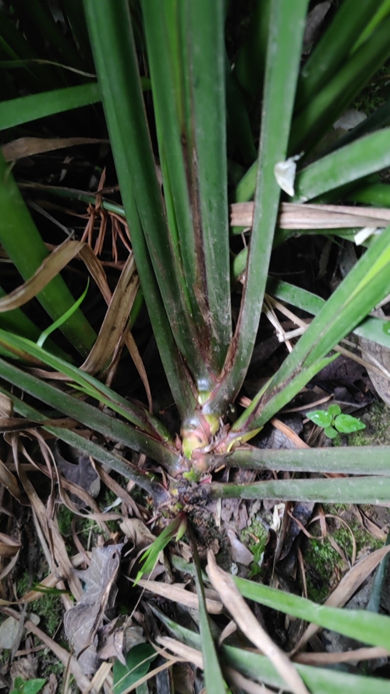 贵州山奈五香草种植煮牛羊狗肉粉专用茴香菖蒲种苗产地直供