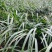 贵州山奈五香草种植煮牛羊狗肉粉专用茴香菖蒲种苗产地直供