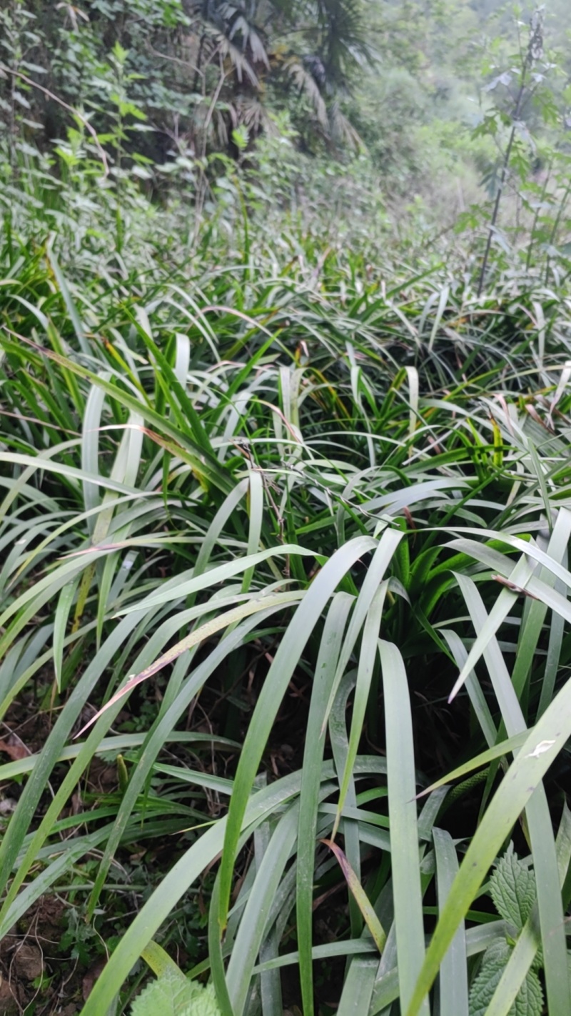贵州山奈五香草种植煮牛羊狗肉粉专用茴香菖蒲种苗产地直供