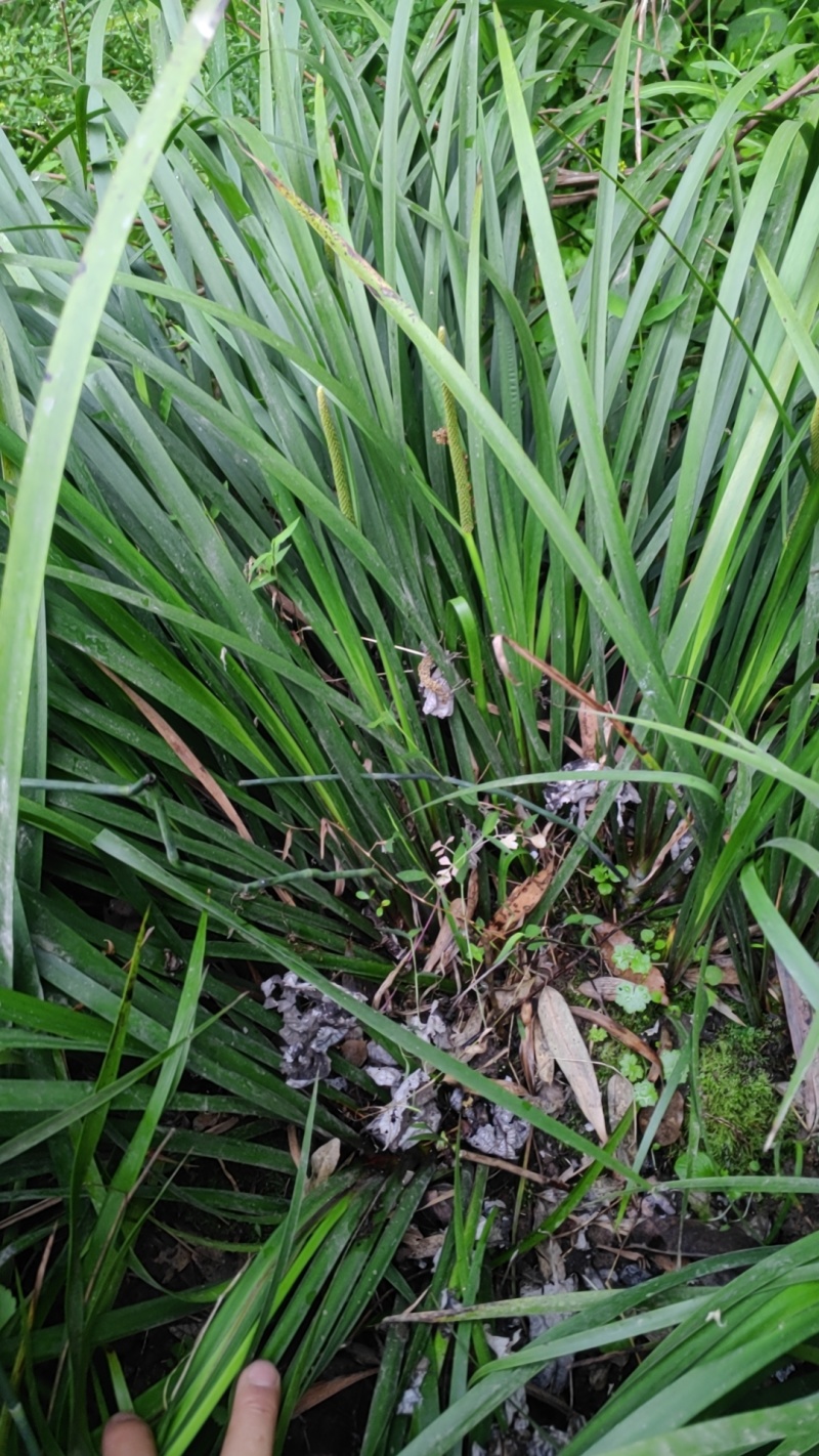 贵州山奈五香草种植煮牛羊狗肉粉专用茴香菖蒲种苗产地直供