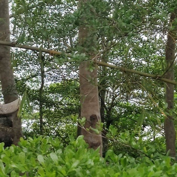 榄仁树