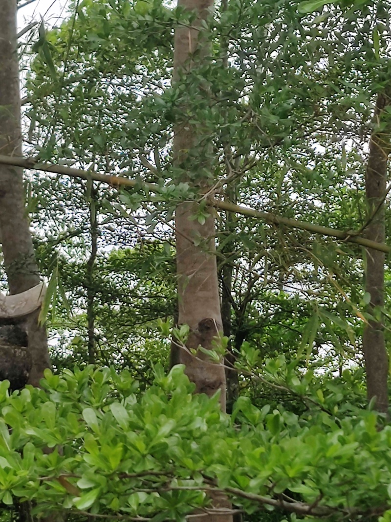 榄仁树