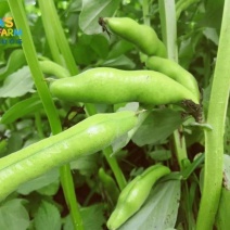 江苏精品蚕豆，色泽翠绿，颗粒饱满现采现摘量大优先