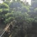 罗汉松
