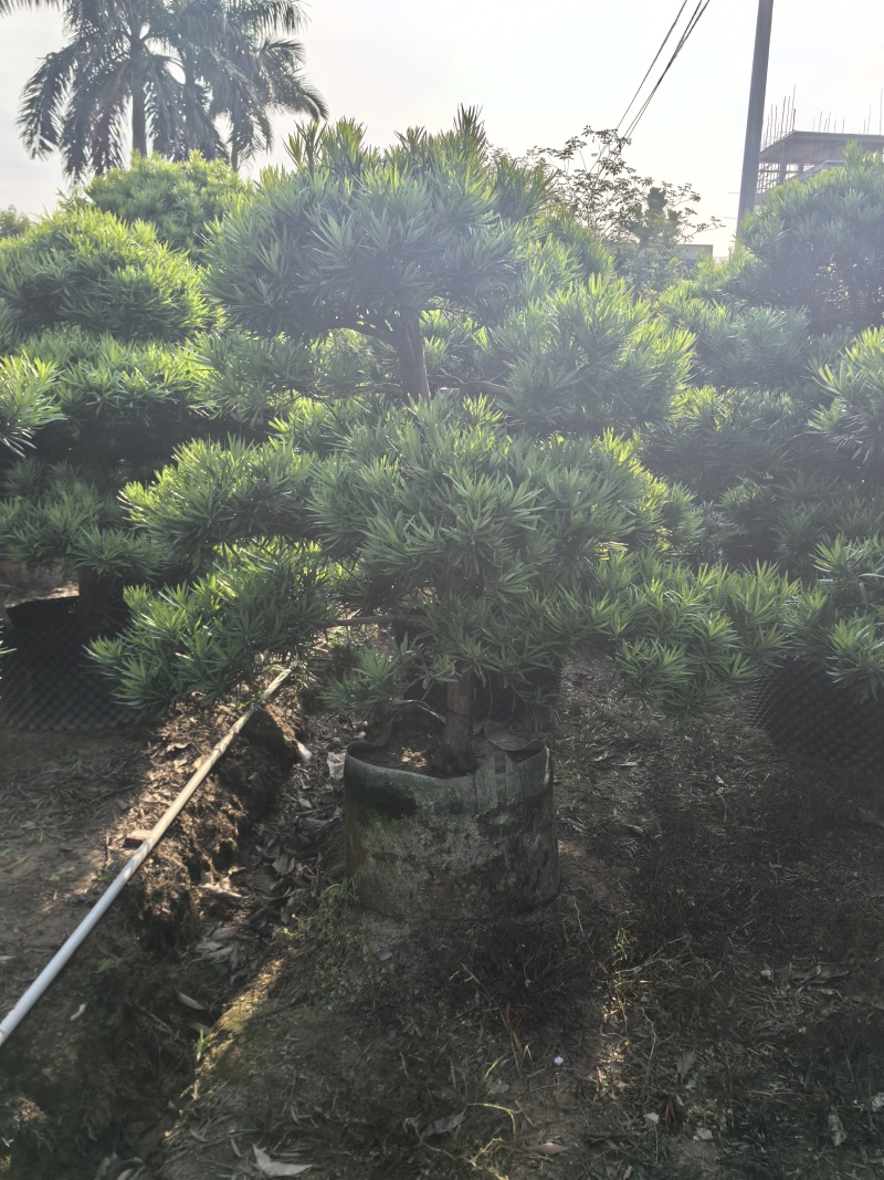 罗汉松