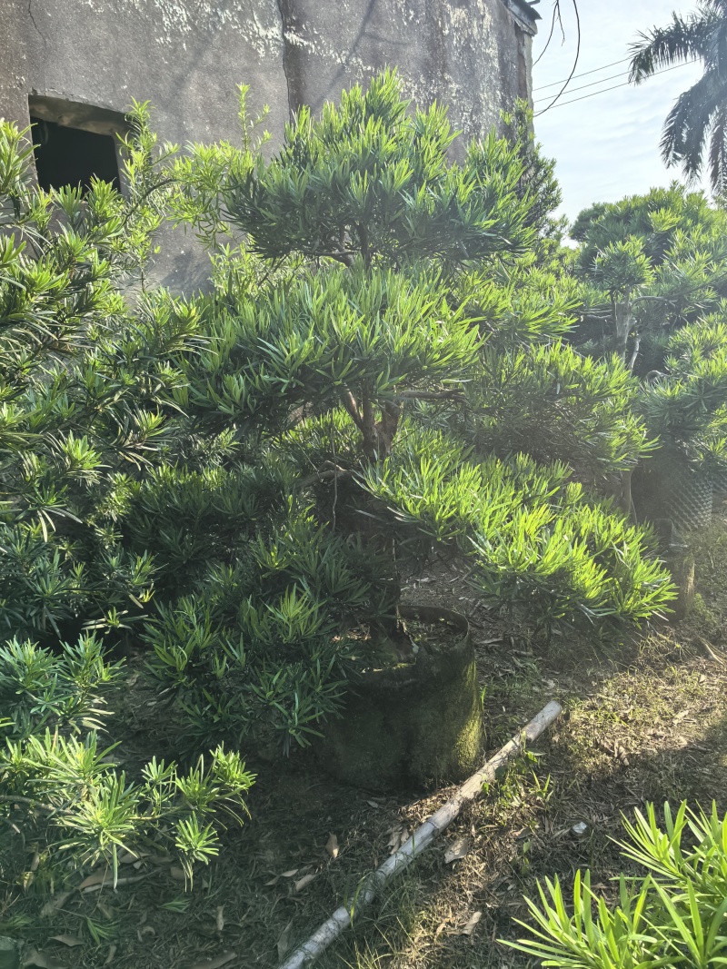 罗汉松