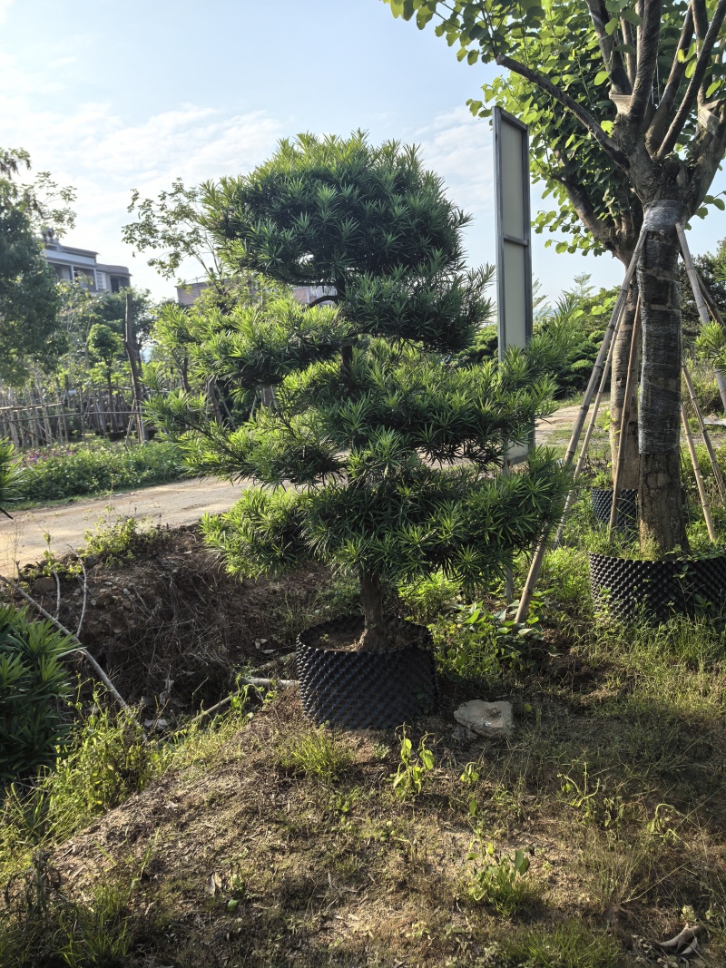 罗汉松